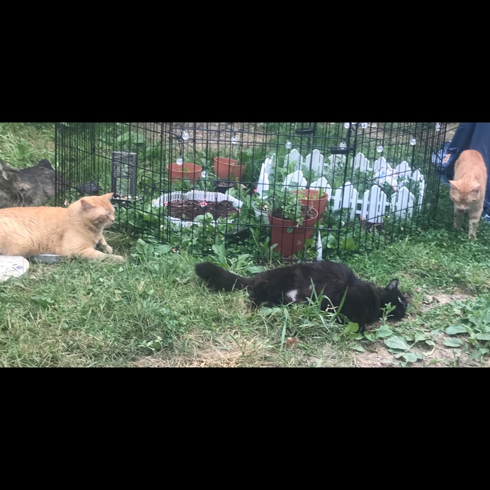 Kitten memorial and cat shelter I’ve built
